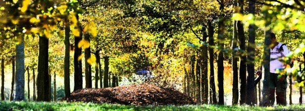 Warum Verlieren Dieses Jahr So Viele Bäume Ungewöhnlich concernant Warum Verlieren Bäume Blätter Warum Verlieren Dieses Jahr So Viele Bäume Ungewöhnlich concernant Warum Verlieren Bäume Blätter