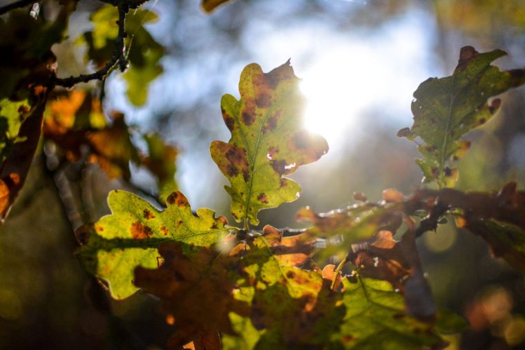 Warum Werden Im Herbst Die Blätter Bunt? – Begegnungen Mit encequiconcerne Warum Verlieren Bäume Blätter