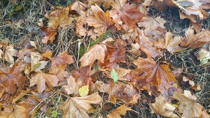 Wenn Die Bäume Ihr Kleid Verlieren – So Entfernen Sie intérieur Warum Verlieren Bäume Blätter Wenn Die Bäume Ihr Kleid Verlieren – So Entfernen Sie intérieur Warum Verlieren Bäume Blätter