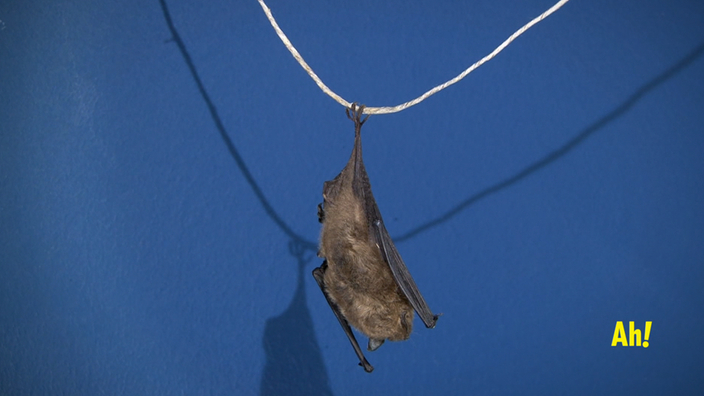 Wie Schlafen Fledermäuse Kopfüber? - Bibliothek - Wissen tout Fledermaus Kinderseiten