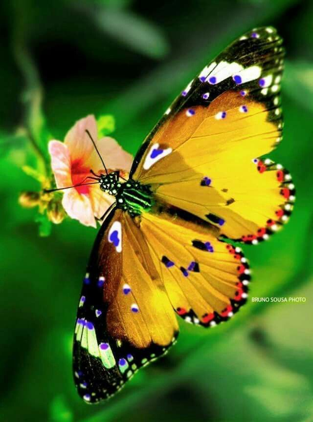 804 Besten Butterfly Bilder Auf Pinterest | Schmetterlinge destiné Schmetterling Spanisch