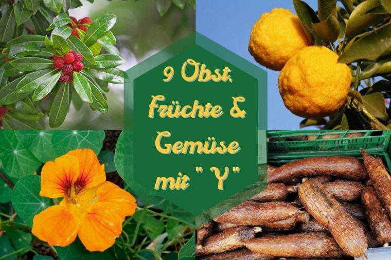 9 Obst, Früchte Und Gemüse Mit "Y" Am Anfang à Obst Und Gemüse Liste Mit Bildern