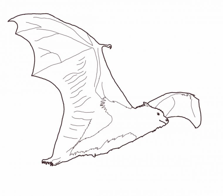 bat coloring page bat coloring page