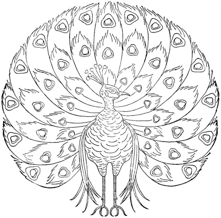 peacock coloring page