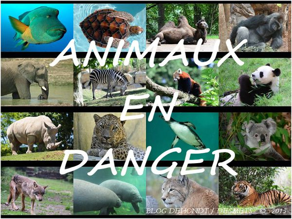 Animaux En Danger – Le Blog De Dehondt Christophe Et De à Tout Les Animaux Du Monde