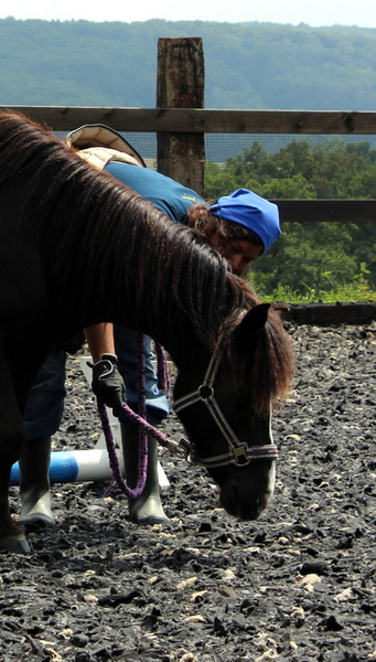 Baispass, Longierabzeichen, Wochenendlehrgänge Mit concernant Reitabzeichen Steckenpferd Baispass, Longierabzeichen, Wochenendlehrgänge Mit concernant Reitabzeichen Steckenpferd