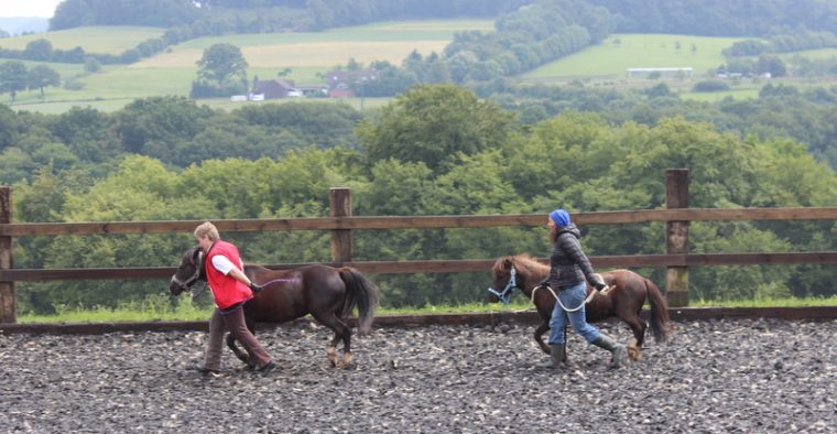 Baispass, Longierabzeichen, Wochenendlehrgänge Mit serapportantà Reitabzeichen Steckenpferd Baispass, Longierabzeichen, Wochenendlehrgänge Mit serapportantà Reitabzeichen Steckenpferd