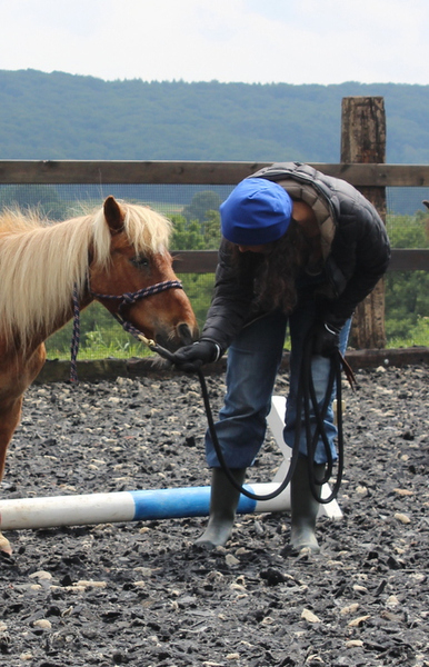 Baispass, Longierabzeichen, Wochenendlehrgänge Mit serapportantà Reitabzeichen Steckenpferd Baispass, Longierabzeichen, Wochenendlehrgänge Mit serapportantà Reitabzeichen Steckenpferd