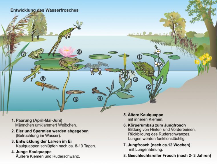 Biologie: Der Wasserfrosch Und Seine Entwicklung encequiconcerne Entwicklung Der Frösche