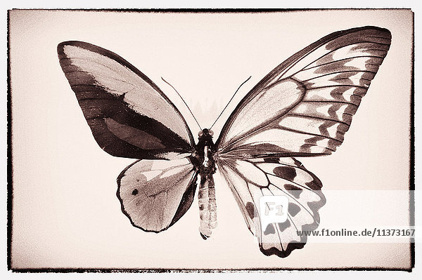 Brachte – Insgesamt 53 Bilder Bei Bildagentur F1Online à Schmetterling Spanisch
