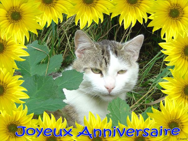 Carte Anniversaire Chat | Coleteremelly Site concernant Carte Anniversaire Chat