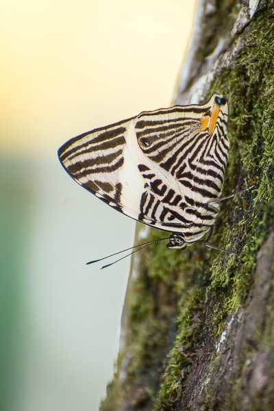 Costa Rica – Tierfotografie Teil 1 | Fotonomaden serapportantà Schmetterling Spanisch