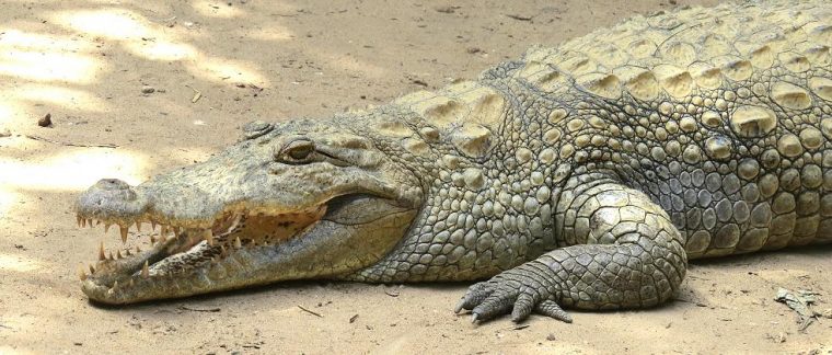 Crocodylus Suchus – Safari Afrika à Krokodil Aus Afrika