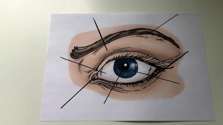 Das Auge – pour Wie Ist Das Auge Aufgebaut