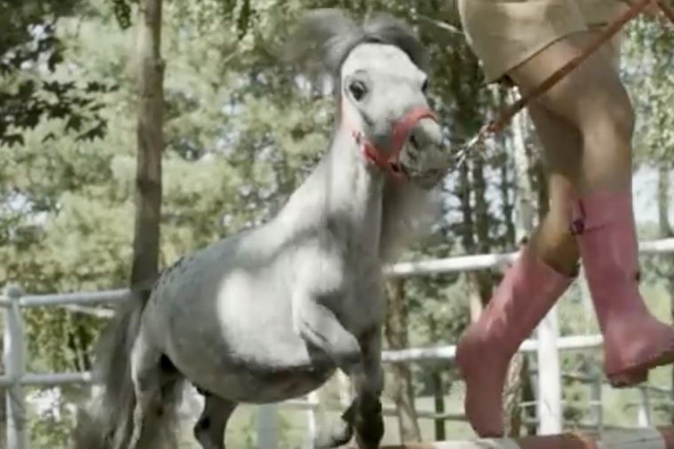 Das Kleinste Pferd Der Welt 2018 – Rmation Online tout Kleinstes Pony Der Welt