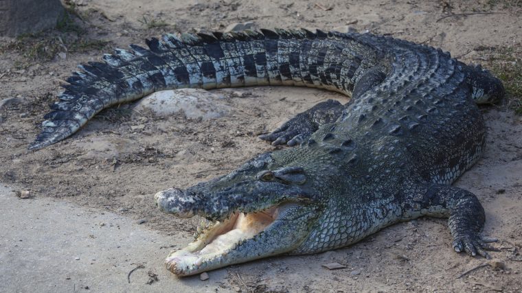 Durch Diese Tiere Sterben Die Meisten Menschen – Welt Der pour Krokodil Aus Afrika