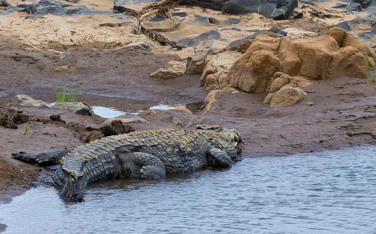 Eindrücke Aus Süd-Afrika • Pentaxians dedans Krokodil Aus Afrika