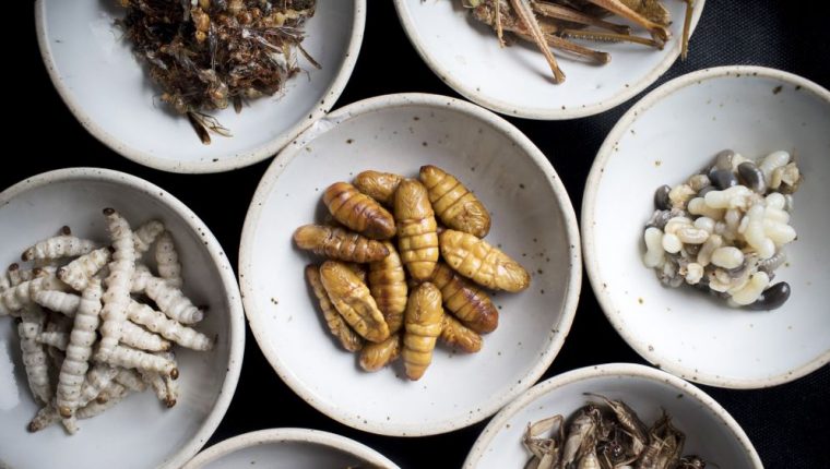 Essen Wie Im Dschungelcamp: Dieser Koch Serviert Insekten intérieur Heuschrecke Kreuzworträtsel