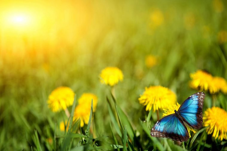 Fototapete Der Löwenzahn Und Der Schmetterling dedans Schmetterling Spanisch