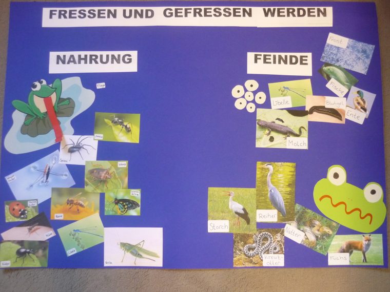 Frosch-Alarm In Der Vorschule | Luruper Hauptstraße concernant Entwicklung Der Frösche