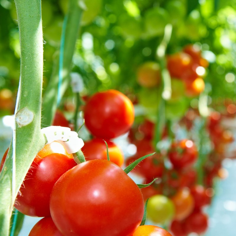 Gemüse, Obst &amp; Kräuter Archive - Seite 6 Von 7 - Das Grüne pour Unterschied Obst Frucht