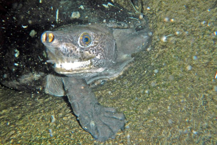 Haus Des Meeres: Woher Die Tabascoschildkröte Ihren Namen concernant Woher Hat Die Kartoffel Ihren Namen