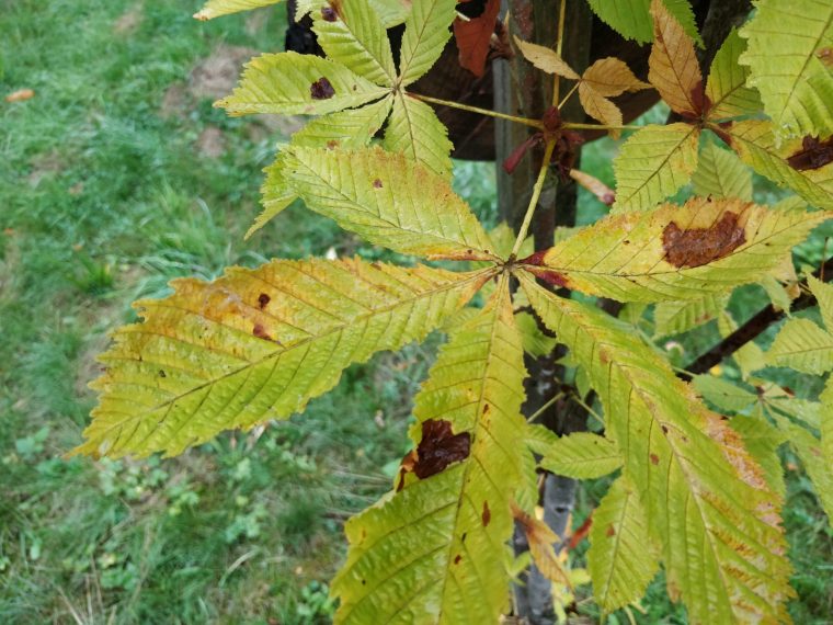 Herbst Archives – Hessenforst tout Warum Verlieren Bäume Ihre Blätter