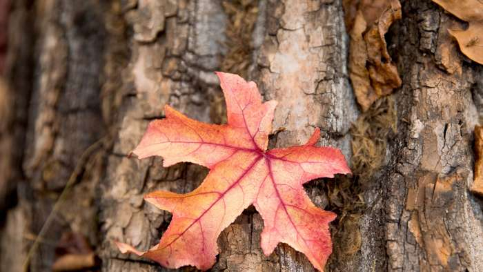 Herbst Themenseite encequiconcerne Warum Verlieren Bäume Ihre Blätter