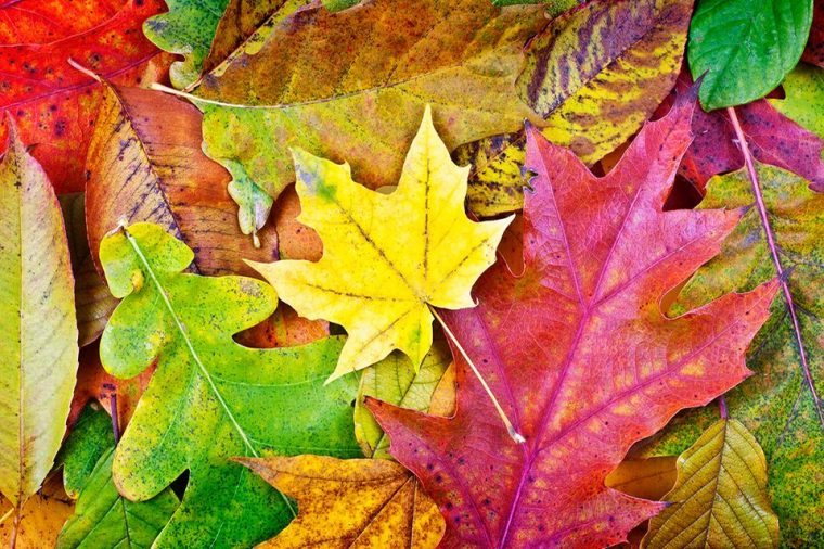Herbstlaub: Warum Sich Blätter Im Herbst Färben – [Geolino] intérieur Warum Verlieren Bäume Ihre Blätter