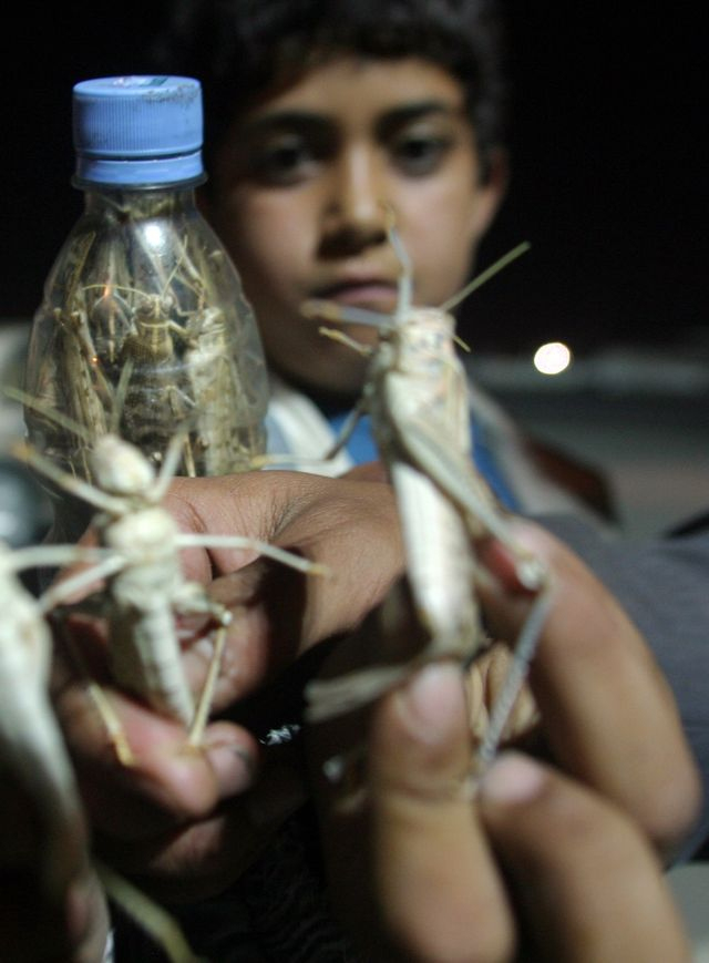 Heuschrecken: Hirnwachstum Durch Geselligkeit – Der Spiegel à Heuschrecke Kreuzworträtsel