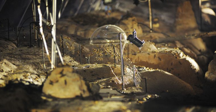 Heuschrecken | Schauspielhaus Zürich à Heuschrecke Kreuzworträtsel