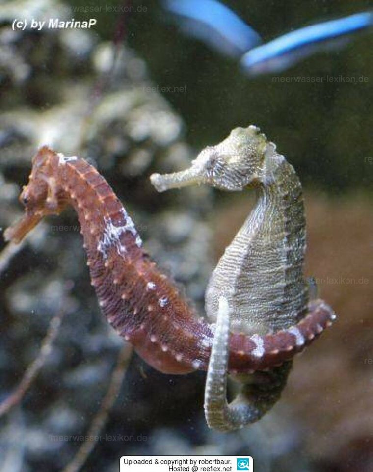 Hippocampus Erectus Seepferdchen serapportantà Seepferdchen Steckbrief