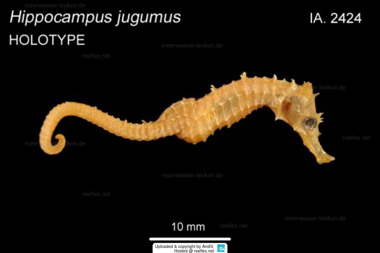Hippocampus Jugumus Seepferdchen serapportantà Seepferdchen Steckbrief