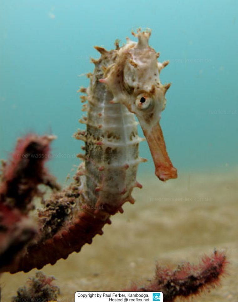 Hippocampus Spinosissimus Stacheliges Seepferdchen intérieur Seepferdchen Steckbrief