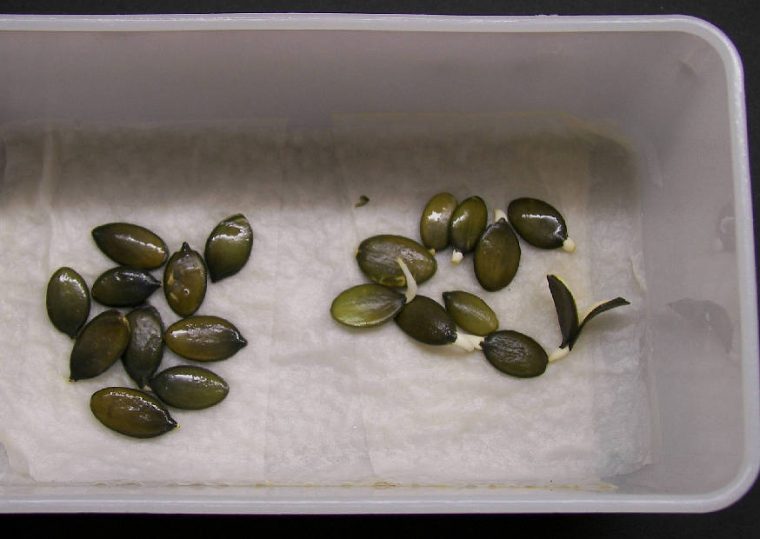 Keimprobe: Samen Ölkübis Aus Gekauften Kürbiskernen destiné Kürbiskerne Einpflanzen