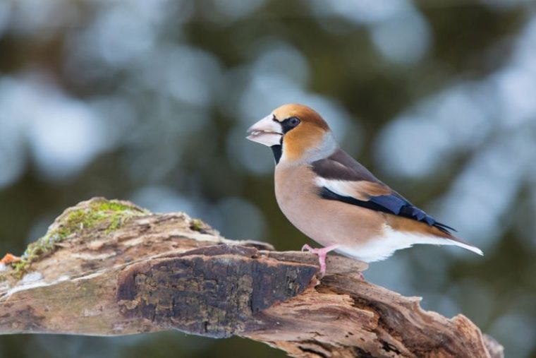 Körnerfresser Oder Weichfutterfresser? destiné Körnerfresser Vögel