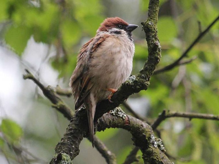 Körnerfresser – Wildvogelhilfe avec Körnerfresser Vögel