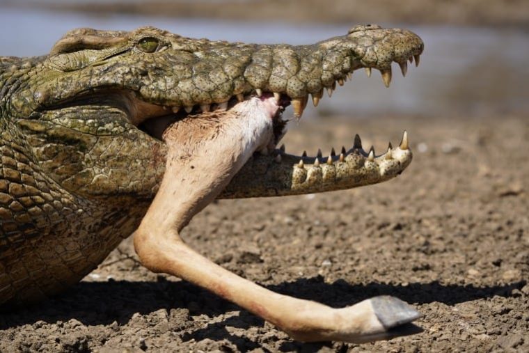 Krokodil Beim Fressen, Fotoreise Südafrika, Benny Rebel à Krokodil Aus Afrika