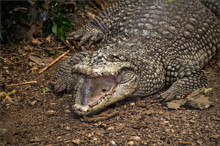Krokodil – Bild & Foto Von O.werner Aus Zoolandschaften tout Krokodil Aus Afrika