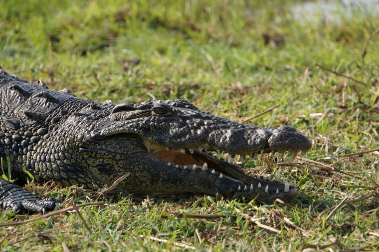 Krokodil Chobe River – Teilzeittravels destiné Krokodil Aus Afrika
