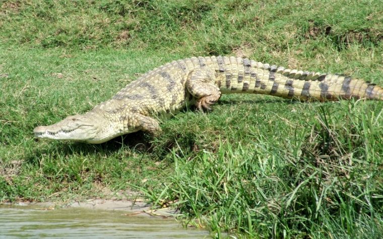 Krokodil (Nilkrokodil) – Junior Deutschland destiné Krokodil Aus Afrika