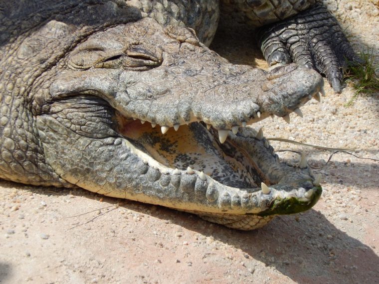 Krokodil Tier · Kostenloses Foto Auf Pixabay destiné Krokodil Aus Afrika