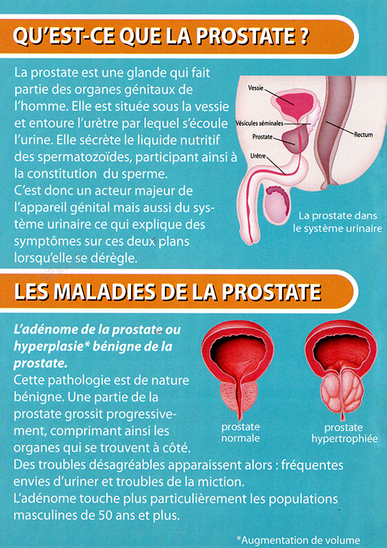 La Prostate, C'Est Quoi ? | Vitapharma, Réseau De destiné C Est Quoi La Pentecôte