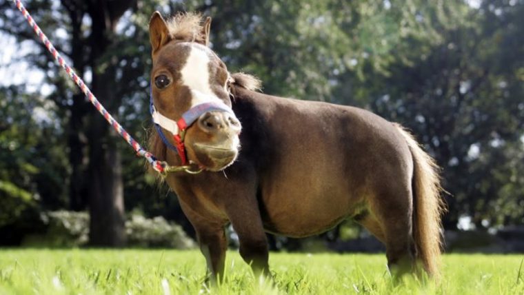 Meet Thumbelina, The World'S Smallest Horse Who Is tout Kleinstes Pony Der Welt
