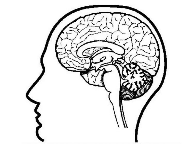 brain coloring page brain coloring page