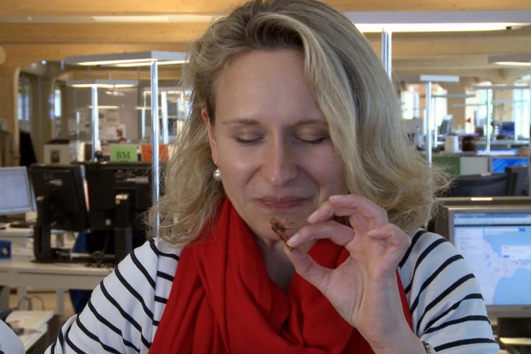 Reinbeissen In Die Heuschrecke | Berner Zeitung destiné Heuschrecke Kreuzworträtsel