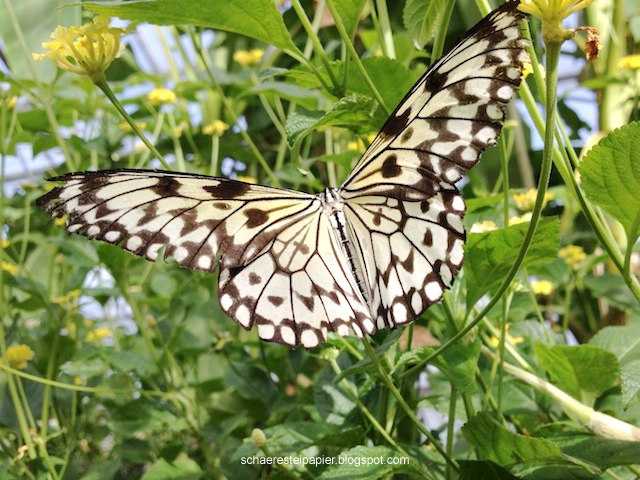 Schaeresteipapier: Im Schmetterlingshaus Zu Besuch dedans Schmetterling Spanisch