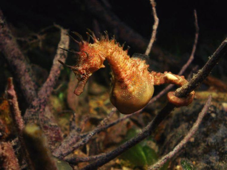 Seepferdchen: Niedliche Meeresbewohner Voller Anmut encequiconcerne Seepferdchen Nahrung