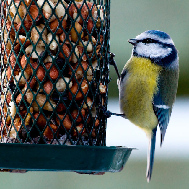 So Füttern Sie Vögel Im Winter Richtig pour Körnerfresser Vögel