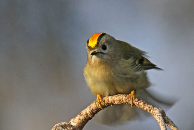So Kommen Vögel Durch Den Winter dedans Körnerfresser Vögel